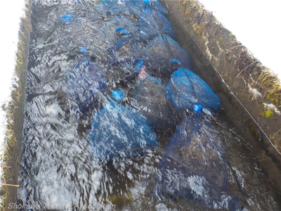 寒ざらしそば　浸水-3（R8.1.20）